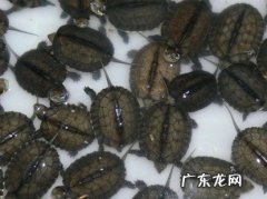 龟苗 什么样的乌龟不用冬眠