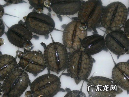 龟苗 什么样的乌龟不用冬眠