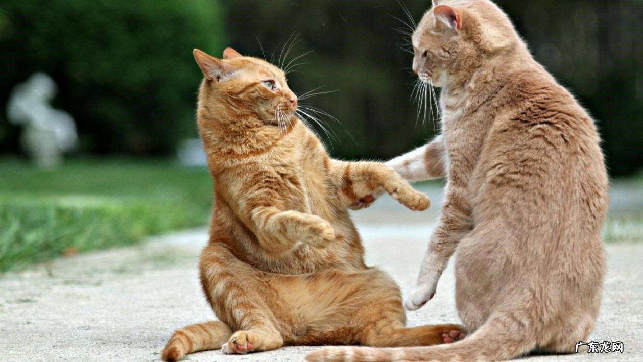 开销 养一只猫和两只猫的区别是什么