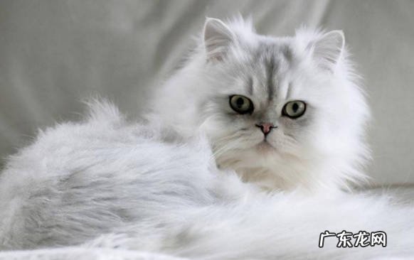 布偶 必养什么品种的猫咪