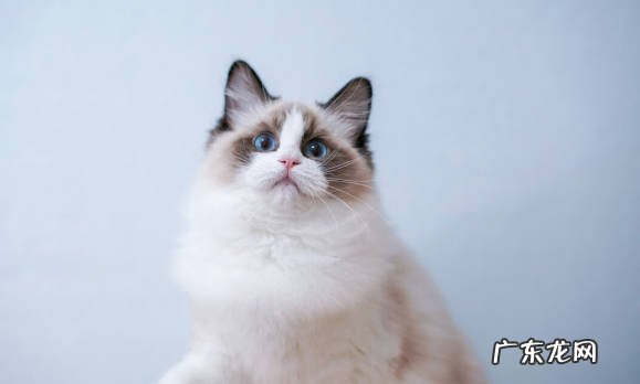 布偶 必养什么品种的猫咪