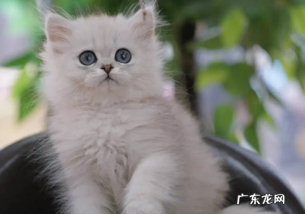 金吉拉猫 慢慢淡出中国的猫咪有什么