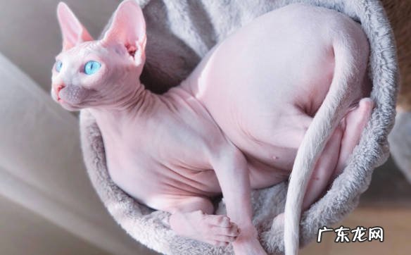 金吉拉猫 慢慢淡出中国的猫咪有什么