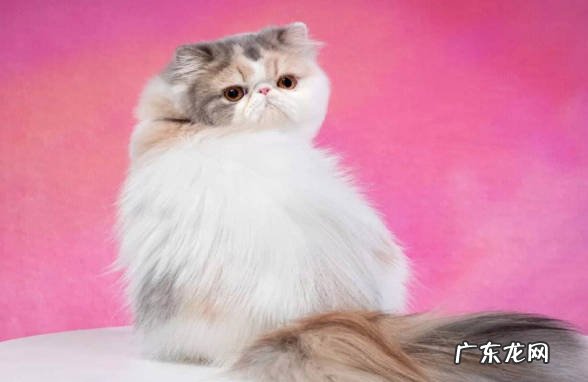 金吉拉猫 慢慢淡出中国的猫咪有什么