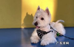 法斗 哪些小型犬不喜欢叫