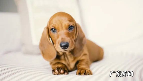 法斗 哪些小型犬不喜欢叫
