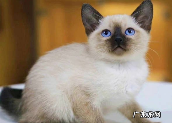 折耳猫 常见的宠物猫有什么优缺点