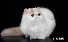 折耳猫 常见的宠物猫有什么优缺点
