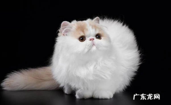 折耳猫 常见的宠物猫有什么优缺点