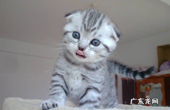 折耳猫 常见的宠物猫有什么优缺点