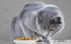贪吃 蓝猫和金渐层的共同点是什么