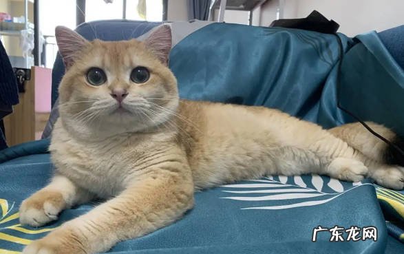 贪吃 蓝猫和金渐层的共同点是什么