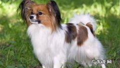 挑食 蝴蝶犬的缺点是什么