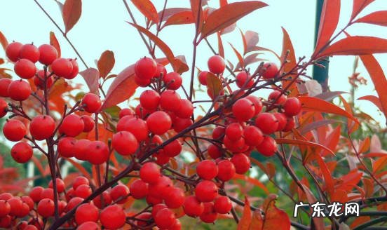 滴水观音 坚决不能在室内养的花草是什么