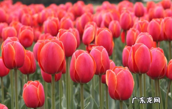 滴水观音 坚决不能在室内养的花草是什么