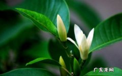 选好环境 新买的白兰花怎么养