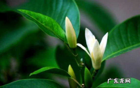 选好环境 新买的白兰花怎么养