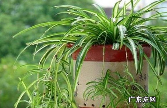 土壤的选择 新买的金边吊兰怎么养