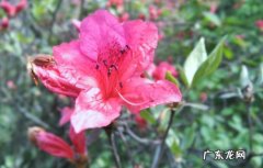 杜鹃花 新手养花要远离哪些品种