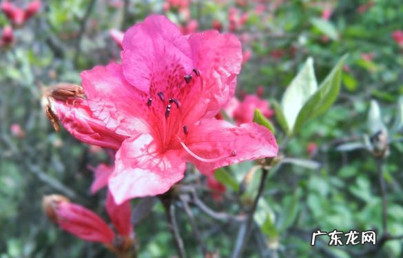 杜鹃花 新手养花要远离哪些品种