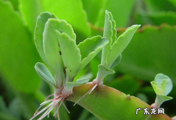 落地生根 穷养长的好的植物是什么