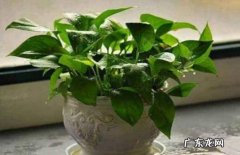 蒸发掉 绿萝浇水多了怎么补救