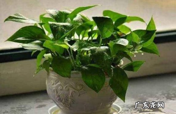蒸发掉 绿萝浇水多了怎么补救