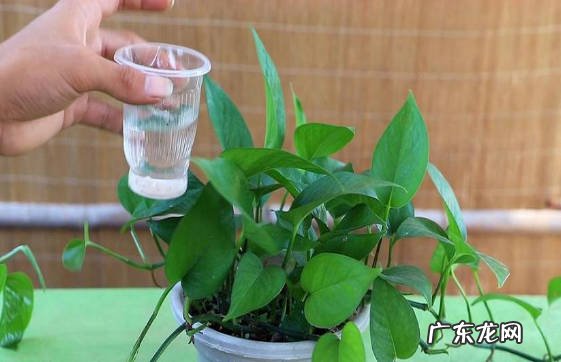 蒸发掉 绿萝浇水多了怎么补救