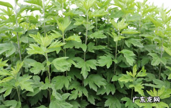 龙骨花 哪些是可以净化空气的丑花