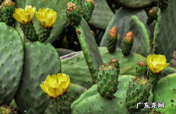 龙骨花 哪些是可以净化空气的丑花