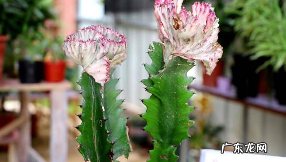 龙骨花 哪些是可以净化空气的丑花