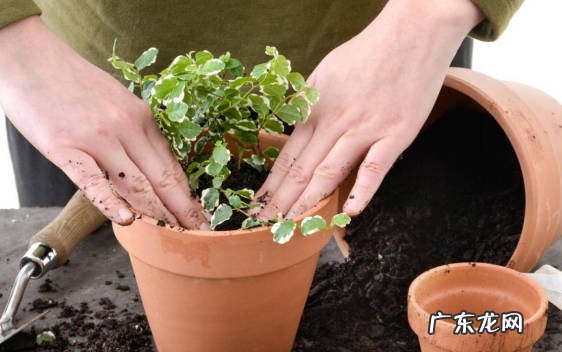 不能着急换盆 新带回家的盆栽植物要注意什么