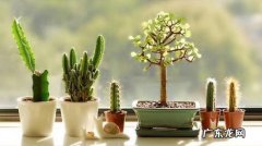 不能着急换盆 新带回家的盆栽植物要注意什么