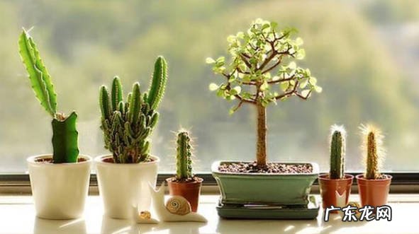 不能着急换盆 新带回家的盆栽植物要注意什么
