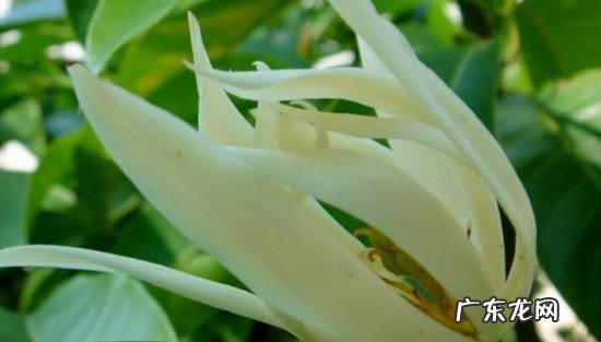 防病虫 白玉兰花应该如何养护