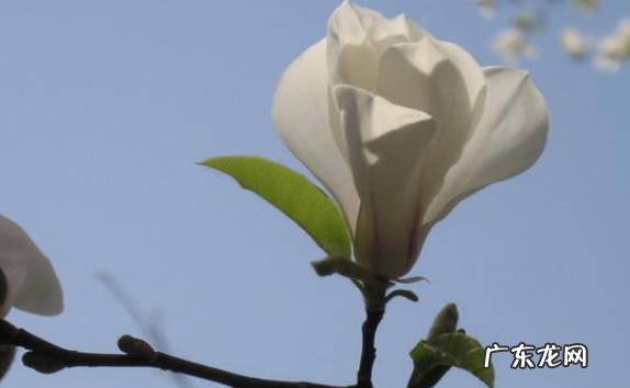 防病虫 白玉兰花应该如何养护