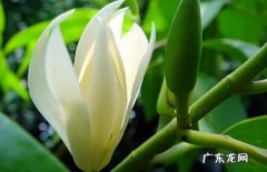 防病虫 白玉兰花应该如何养护