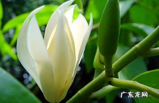 防病虫 白玉兰花应该如何养护