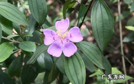 恒温环境 野牡丹的养殖方法是什么