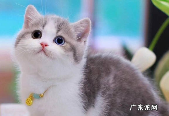 折耳猫 免费都不能养的猫是什么