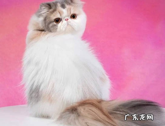折耳猫 免费都不能养的猫是什么