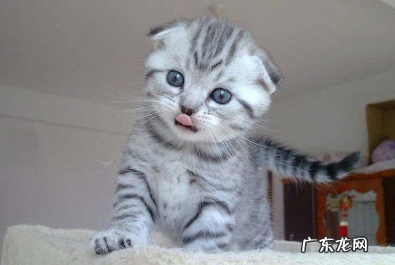 折耳猫 免费都不能养的猫是什么