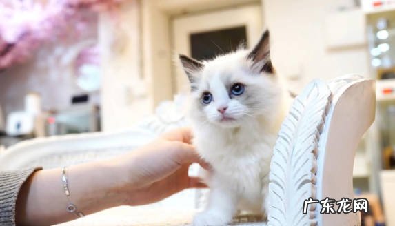 梳理毛发 哪些是布偶猫的养护技巧