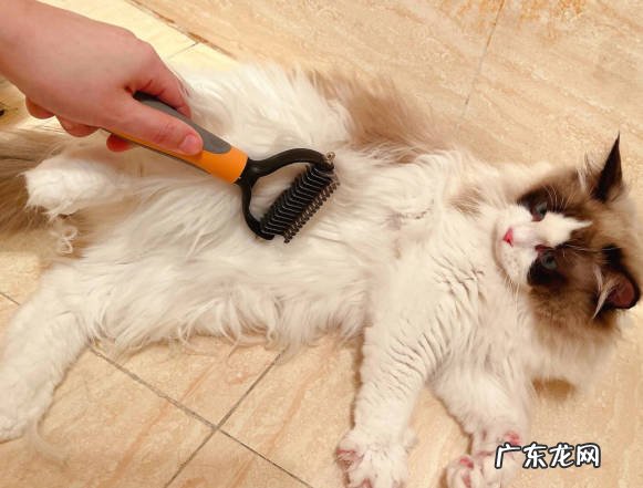 梳理毛发 哪些是布偶猫的养护技巧