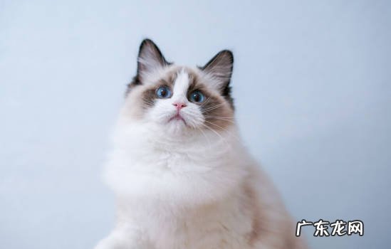 梳理毛发 哪些是布偶猫的养护技巧