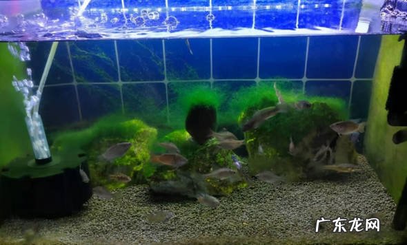 水质不稳 用鱼缸养锦鲤有什么忌讳
