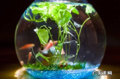 水质不稳 用鱼缸养锦鲤有什么忌讳
