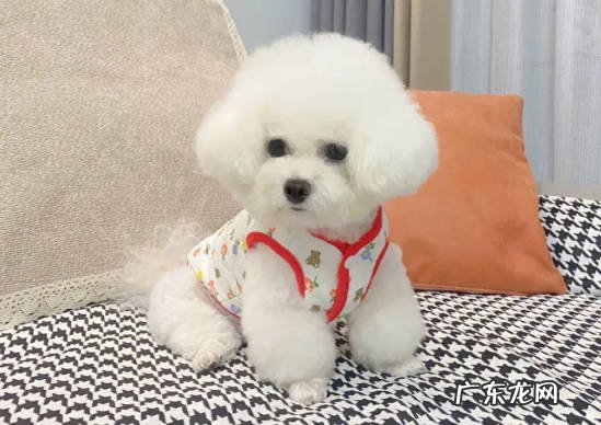 清洁毛发 比熊在冬天的护理方法是什么