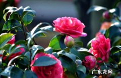 昙花 出现在黑名单里的植物有什么