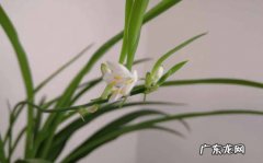 宝莲灯 哪些品种的花又贵又难养